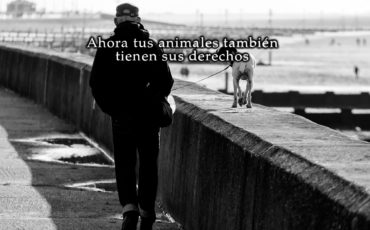 Se aprueba una ley para que los animales pasen a disfrutar de la custodia compartida en caso de separación