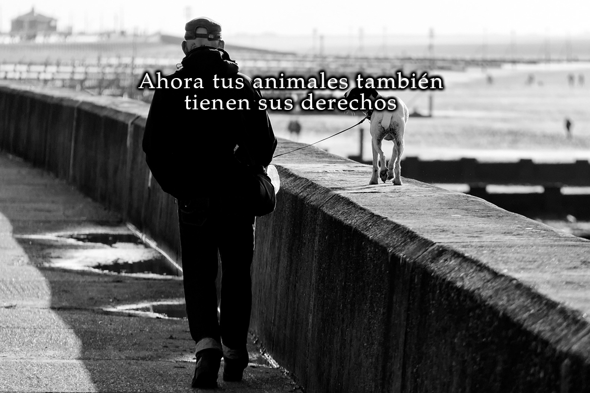 Se aprueba una ley para que los animales pasen a disfrutar de la custodia compartida en caso de separación
